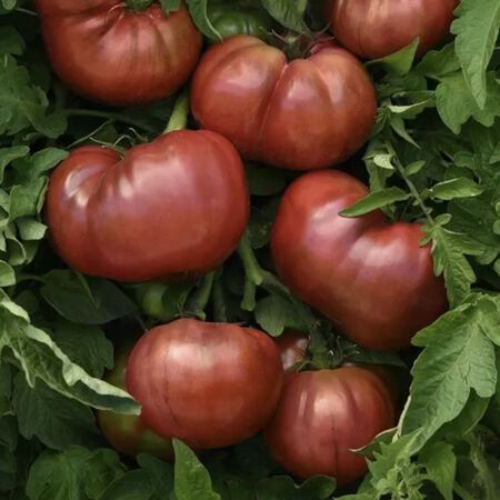 DarkStar, (F1) Tomato Seeds - Packet image number null